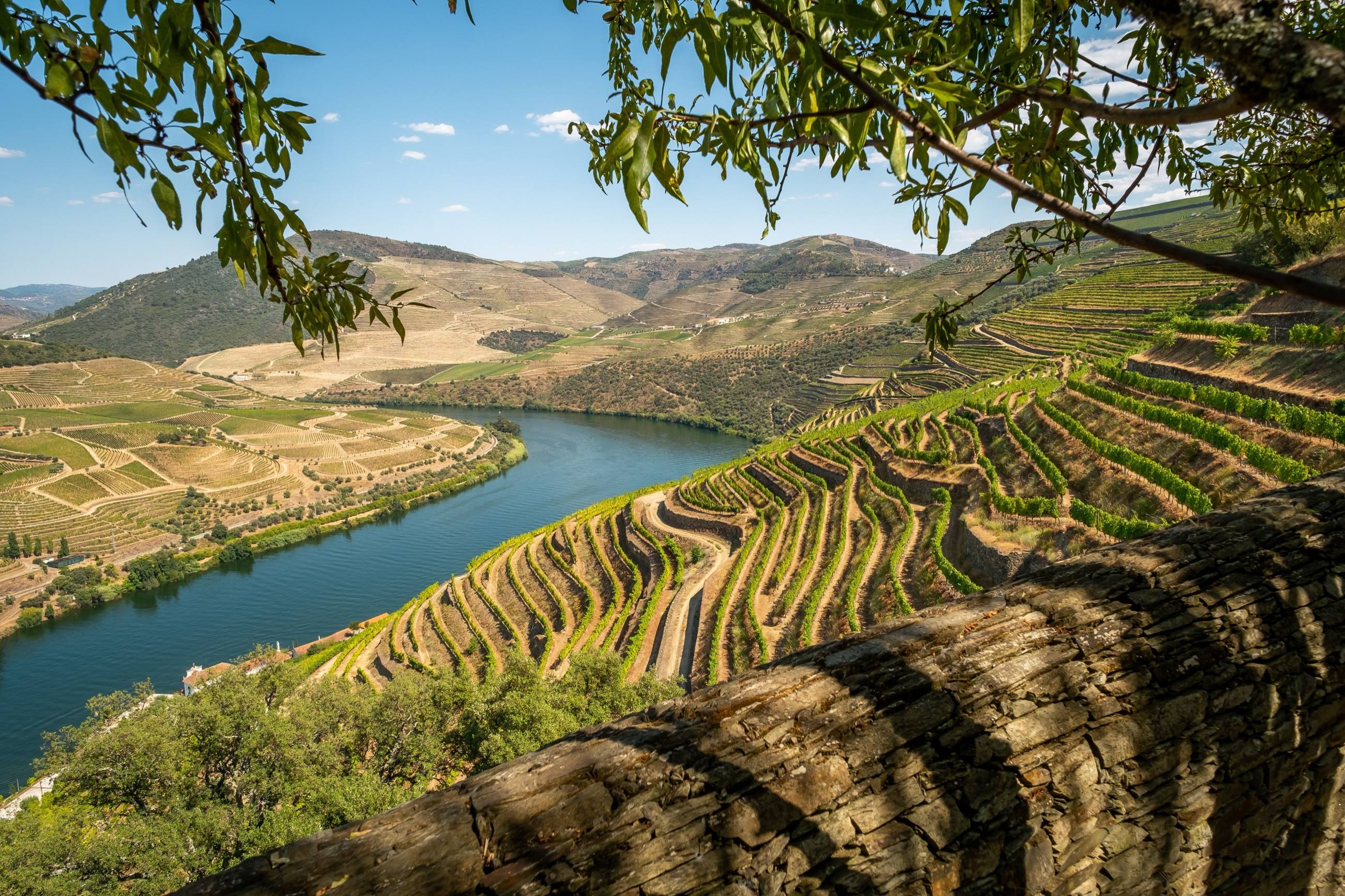 Vineyard terraces stepping down to a bend of the Douro